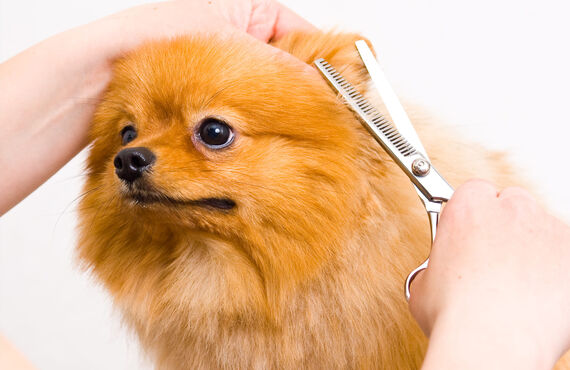 健康を考え子犬のケアを行うトリミングサロン | 船橋市のトリミングサロンならめいぷるしろっぷー