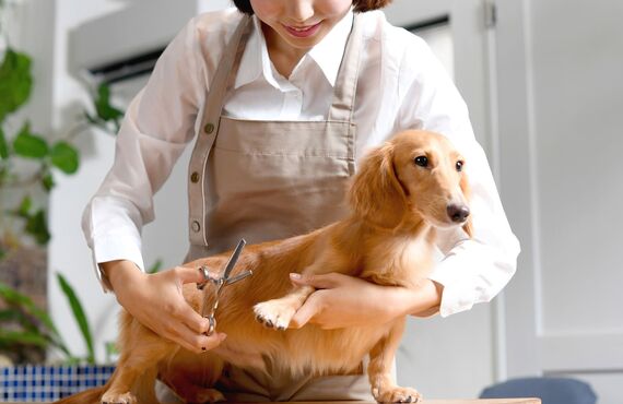 急な外出で子犬を預けるサロンをお探しの方 | 船橋市のトリミングサロンならめいぷるしろっぷー