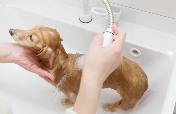 静電気が起こりにくい子犬のトリートメント | 船橋市のトリミングサロンならめいぷるしろっぷー