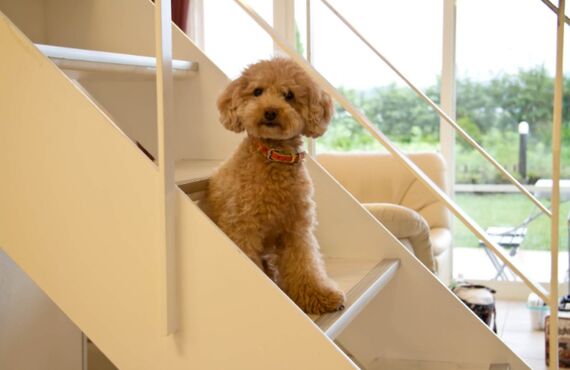 飼い主と離れる子犬をお預けいただけるホテル | 船橋市のトリミングサロンならめいぷるしろっぷー