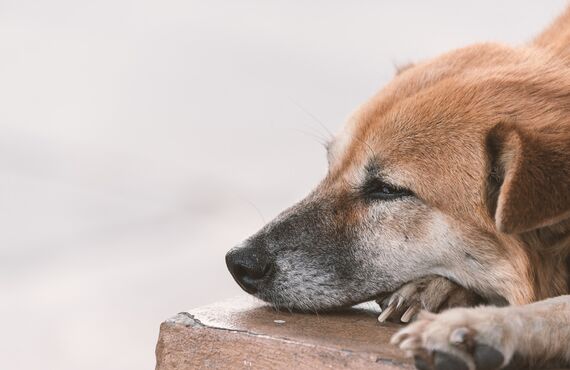シニア犬もお預かりするめいぷるしろっぷー | 船橋市のトリミングサロンならめいぷるしろっぷー